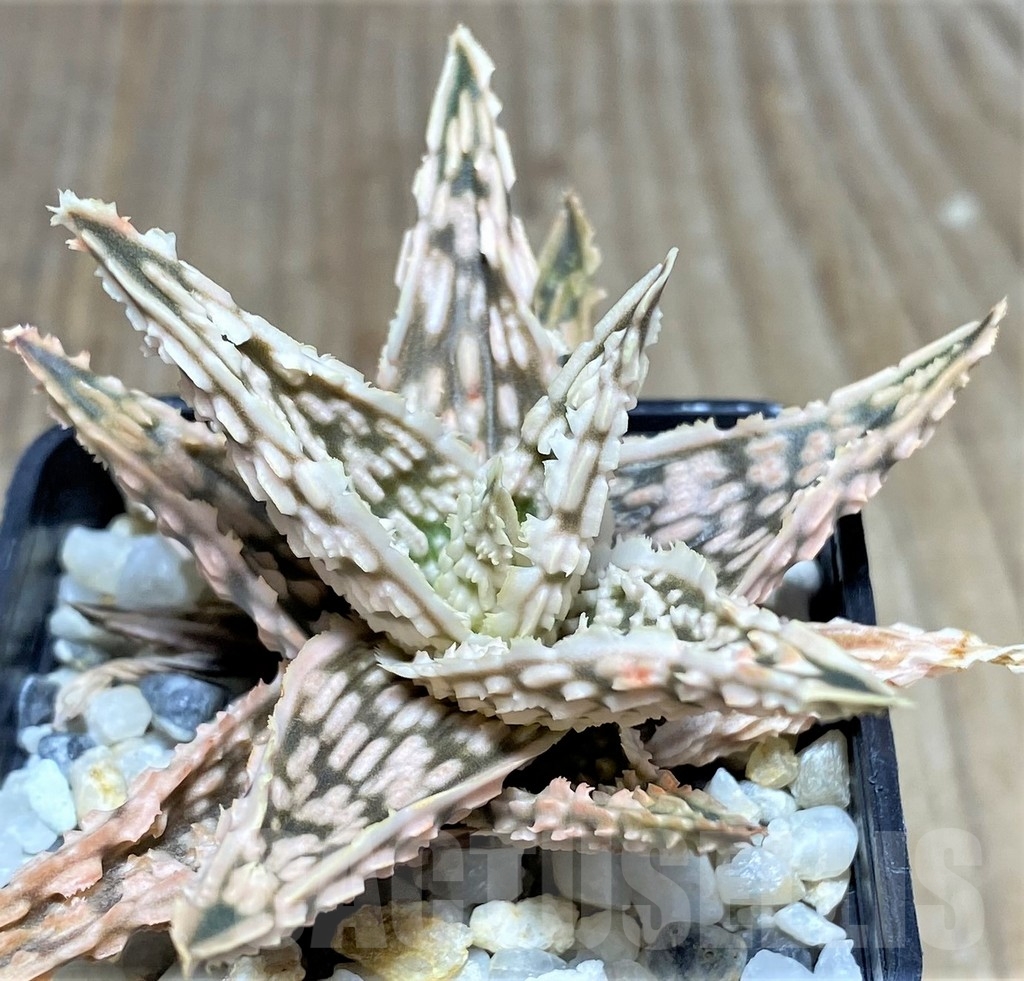 SHPR22655 Aloe hybrid