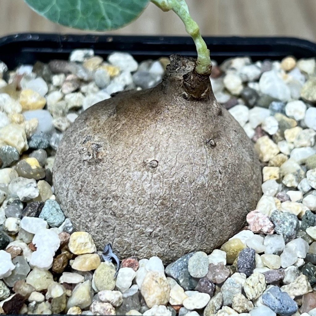 SHPR21708 Stephania erecta - Зображення 2