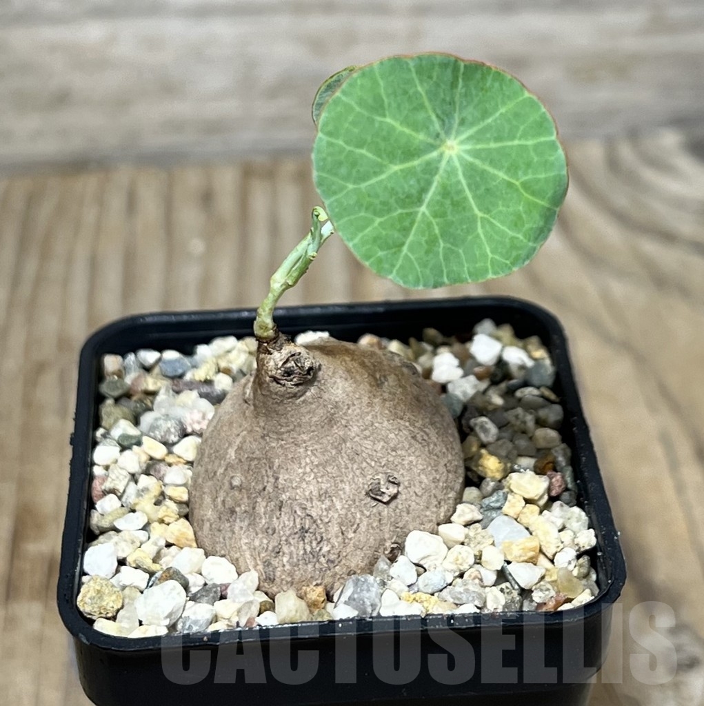 SHPR21708 Stephania erecta