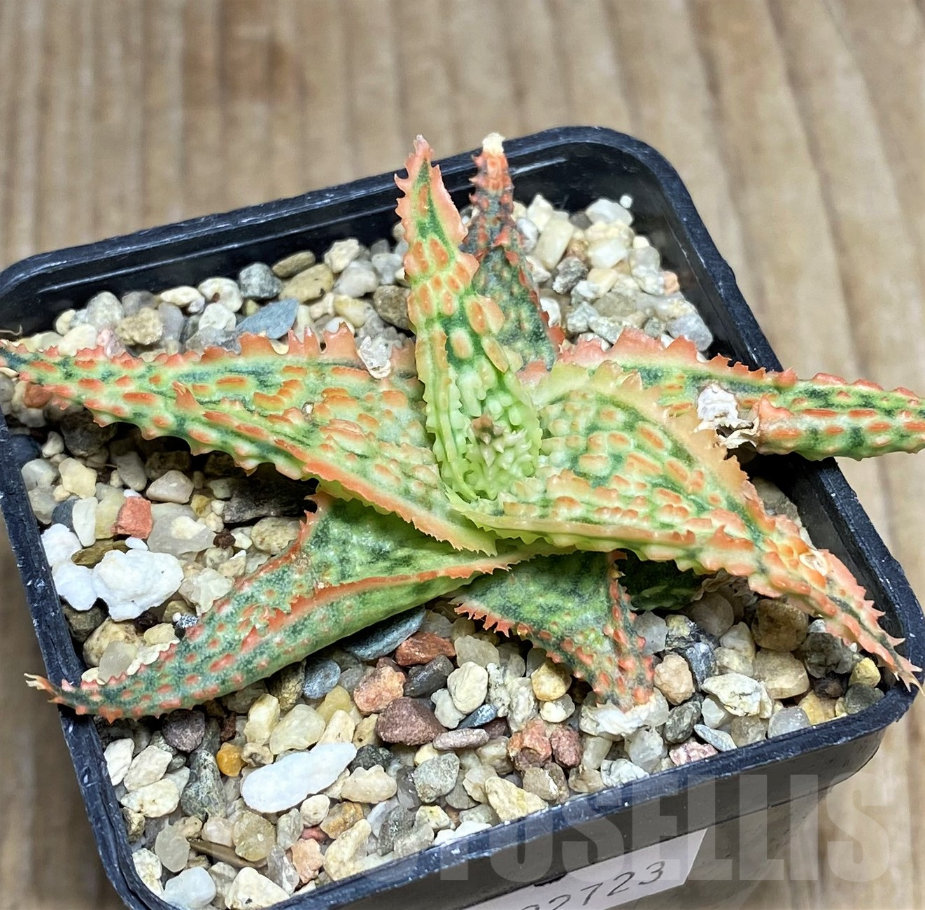 SHPR22723 Aloe TCT hybrid - Image 2