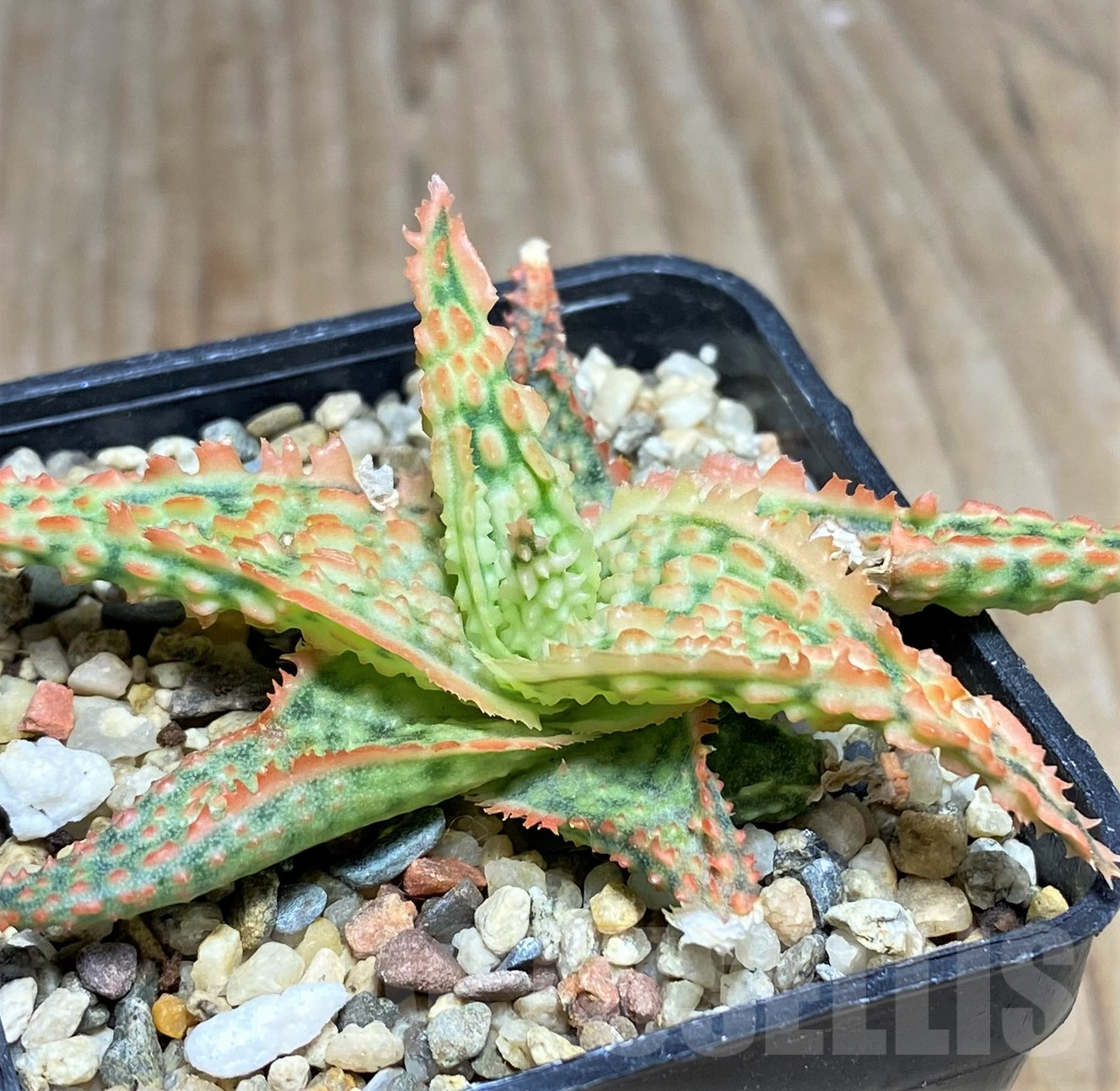 SHPR22723 Aloe TCT hybrid