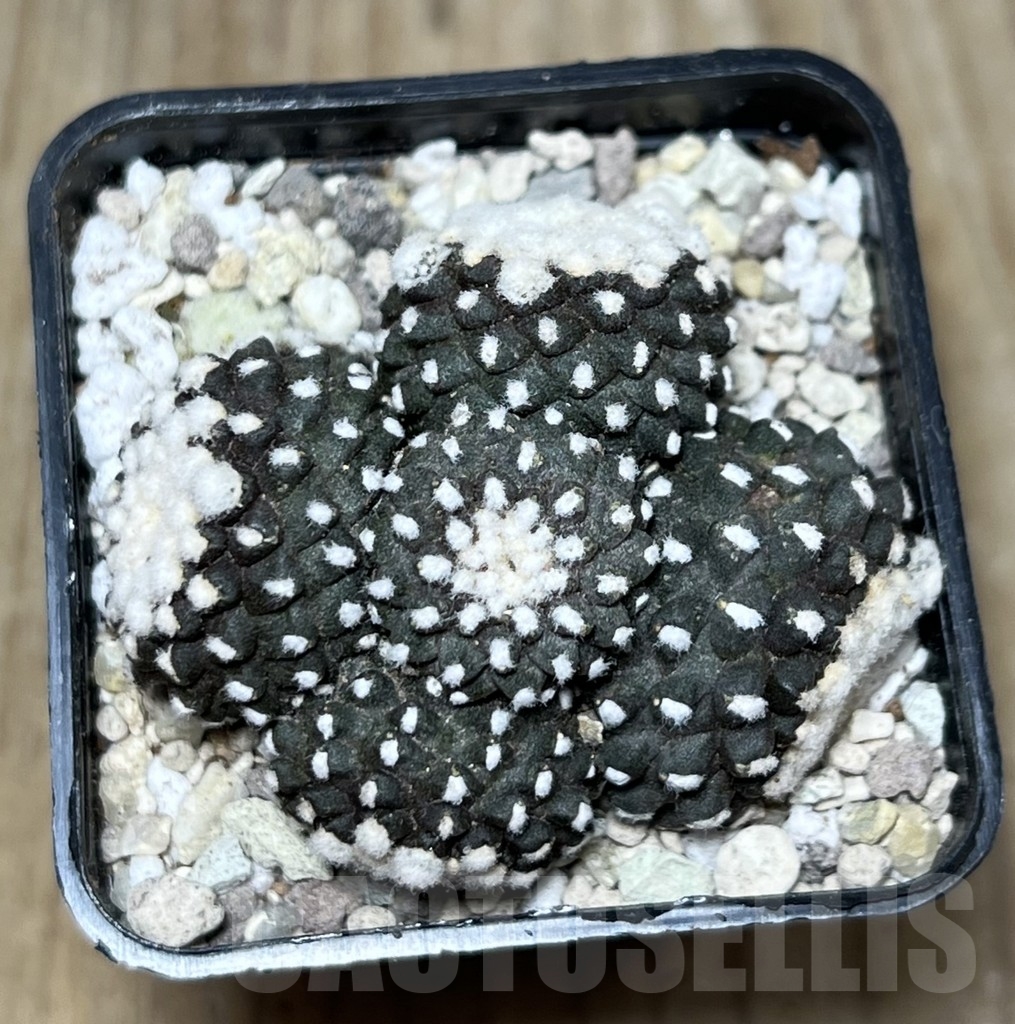 SHPR21713 Copiapoa tenuissima f. monstruosa - Зображення 2