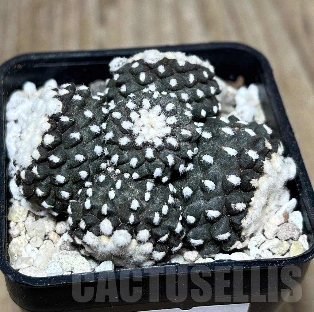 SHPR21713 Copiapoa tenuissima f. monstruosa