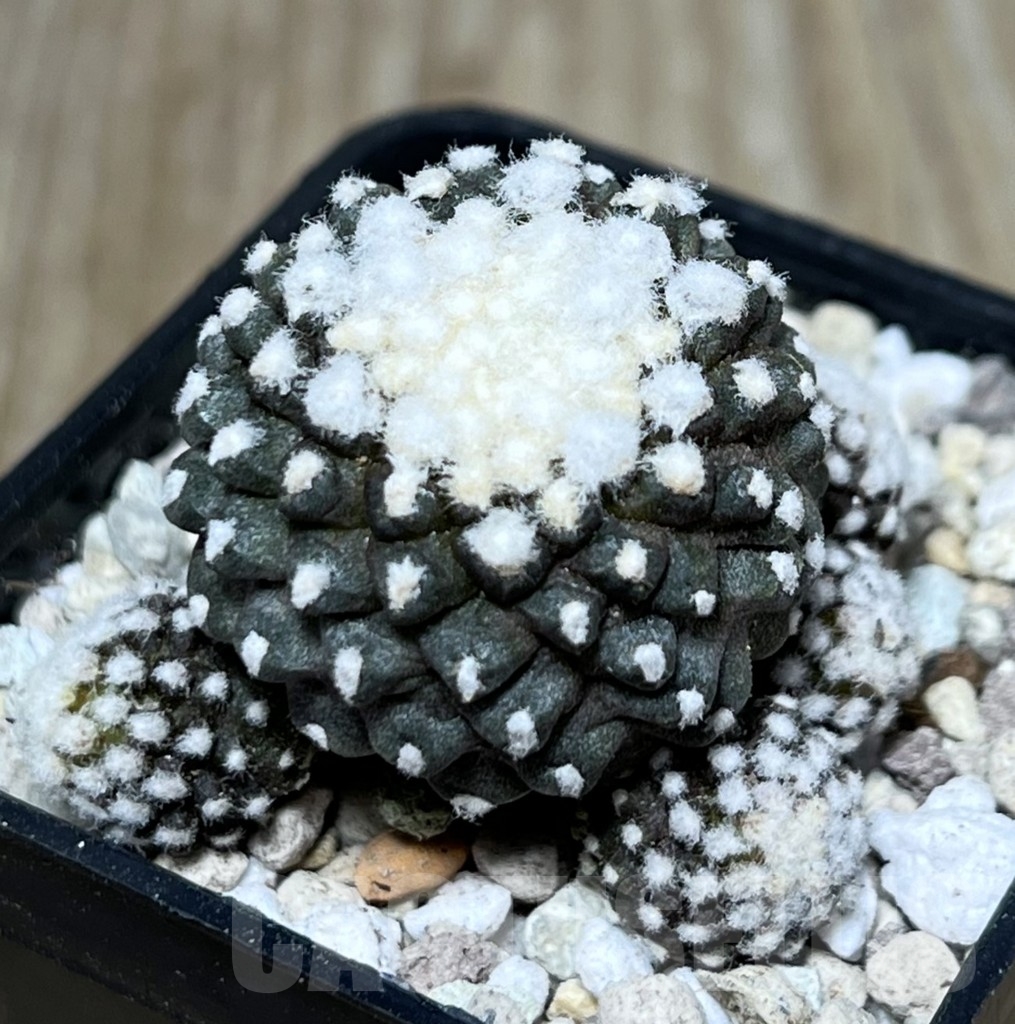 SHPR21714 Copiapoa tenuissima f. monstruosa