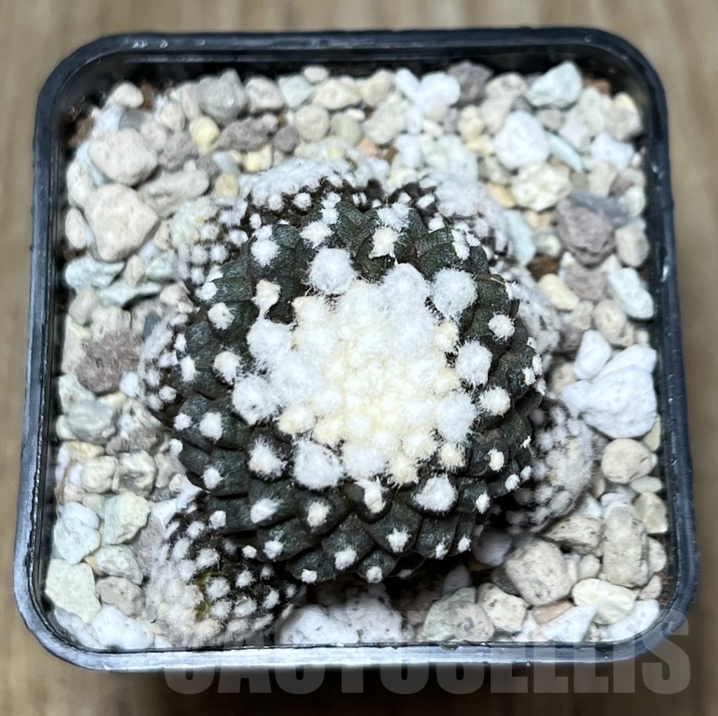 SHPR21714 Copiapoa tenuissima f. monstruosa - Зображення 3