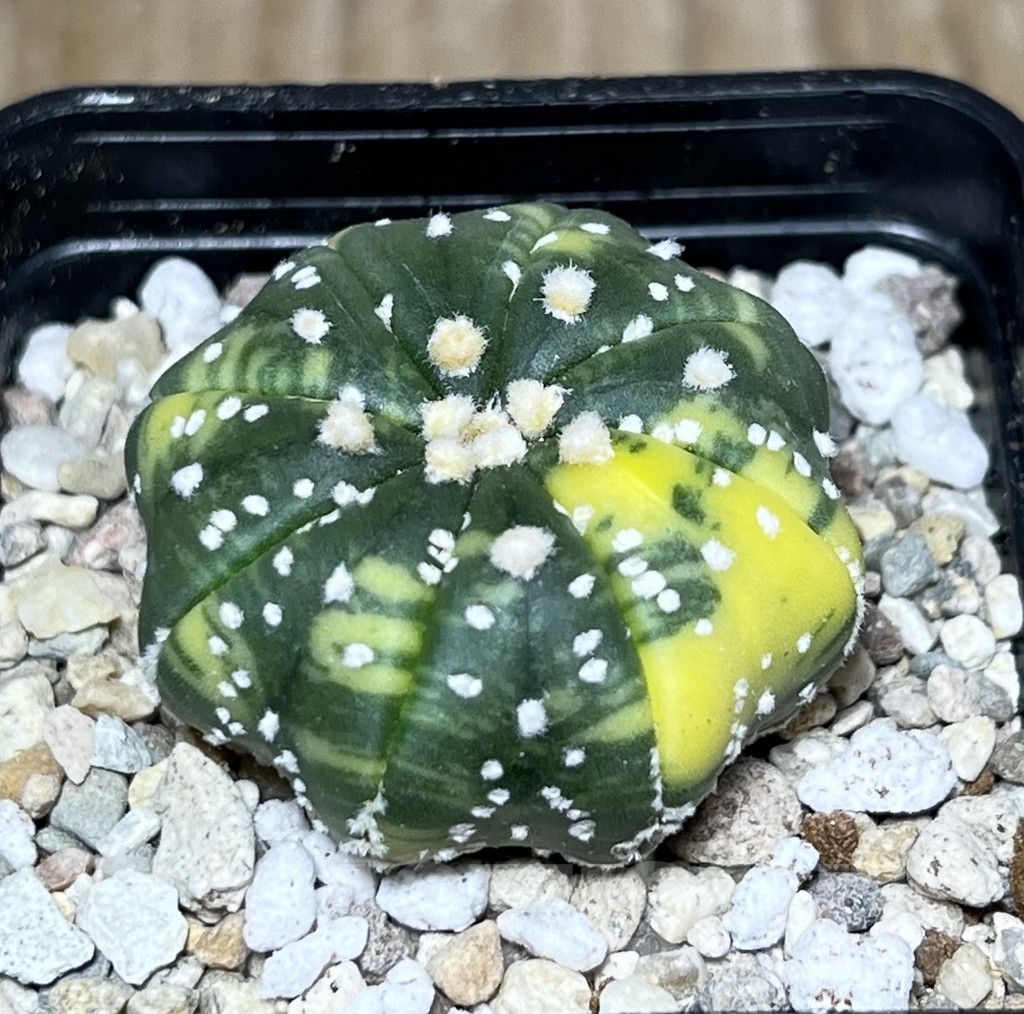 SHPR21715 Astrophytum asterias ‘Miracle’ f. variegata