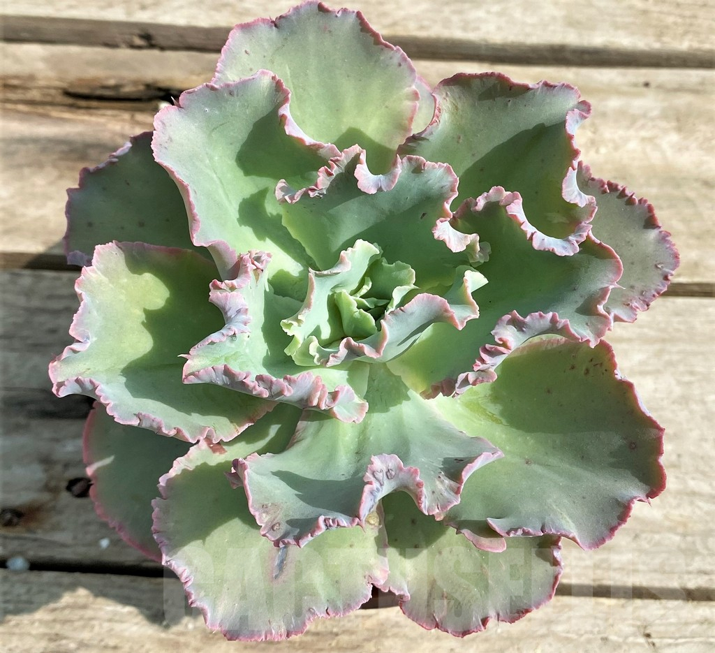 SHPR22521 Echeveria ‘Chantilly’