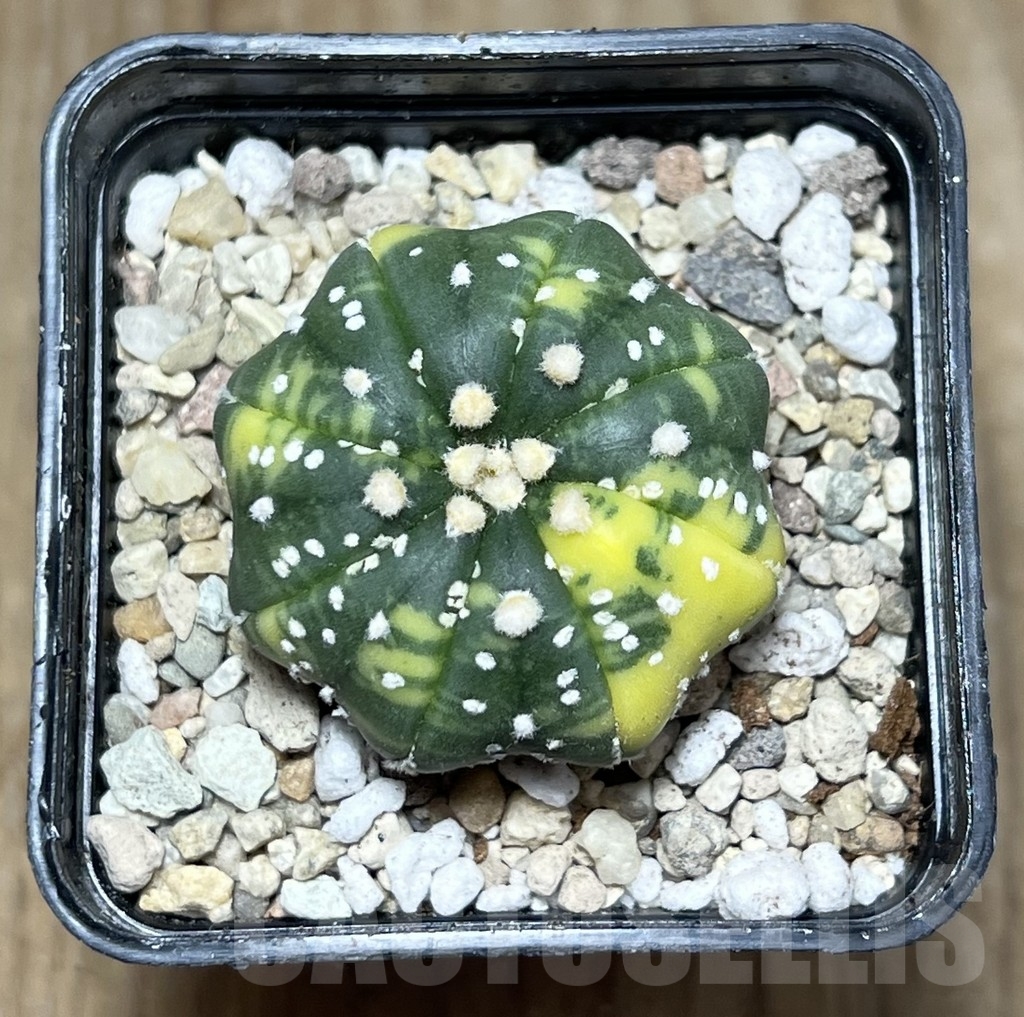 SHPR21715 Astrophytum asterias ‘Miracle’ f. variegata - Зображення 2
