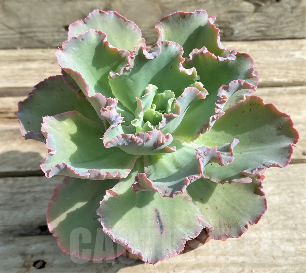 SHPR22521 Echeveria ‘Chantilly’ - Imagen 2