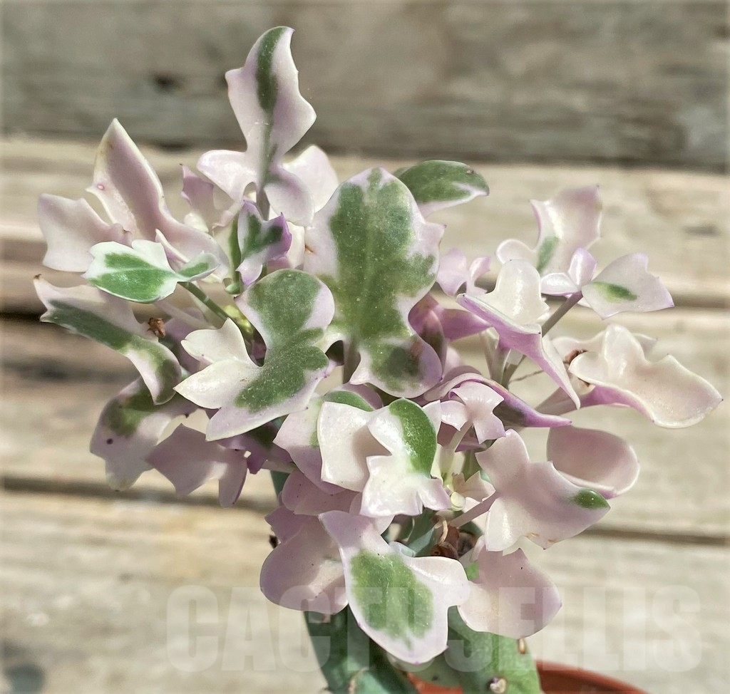 SHPR27236 Senecio articulatus variegata