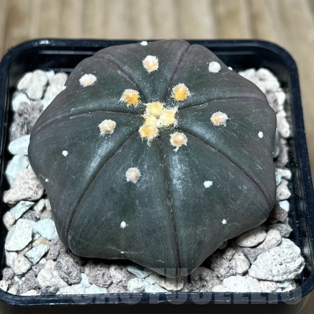 SHPR21716 Astrophytum asterias 'Miracle' ‘Purple skin’