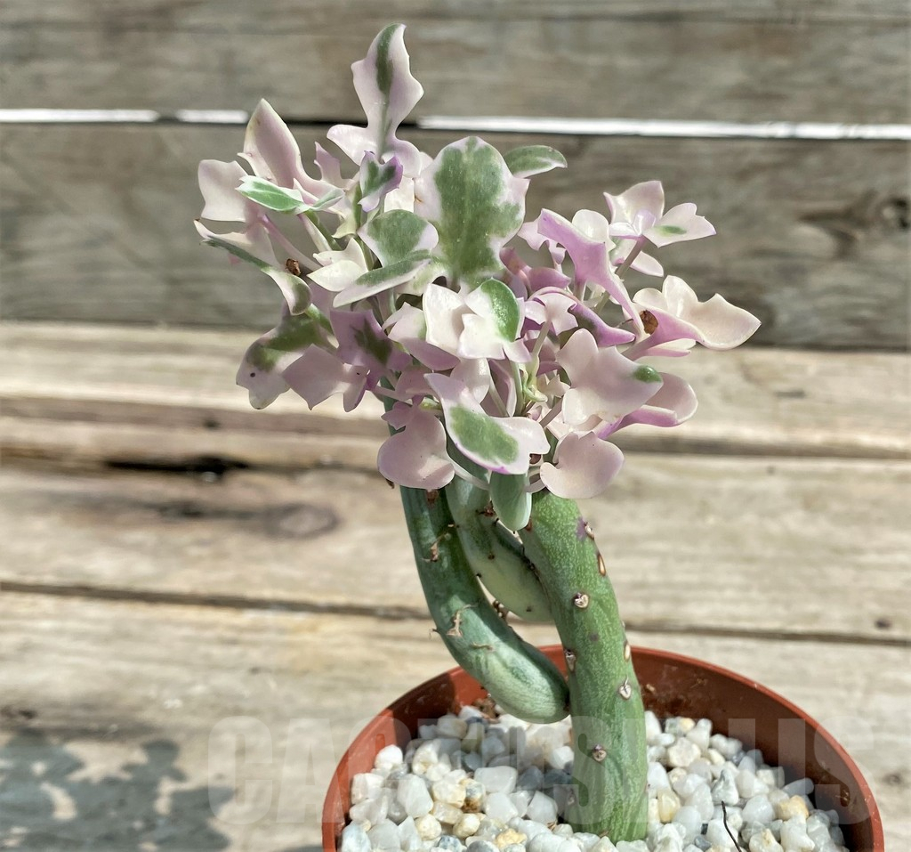 SHPR27236 Senecio articulatus variegata - immagine 2