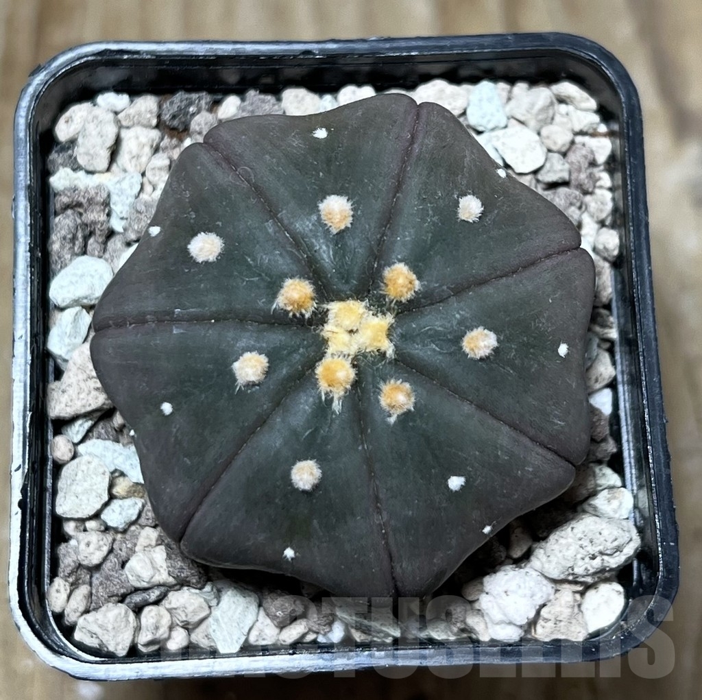 SHPR21716 Astrophytum asterias 'Miracle' ‘Purple skin’ - Image 2