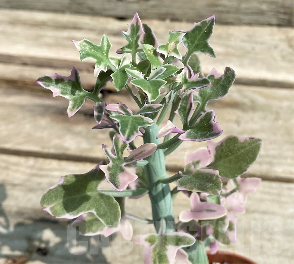 SHPR27237 Senecio articulatus variegata