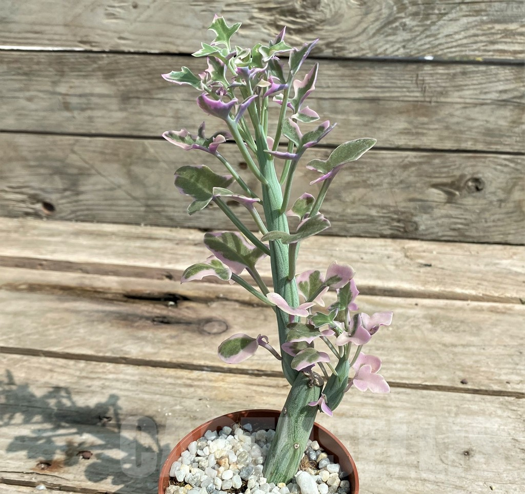 SHPR27237 Senecio articulatus variegata - Imagen 2