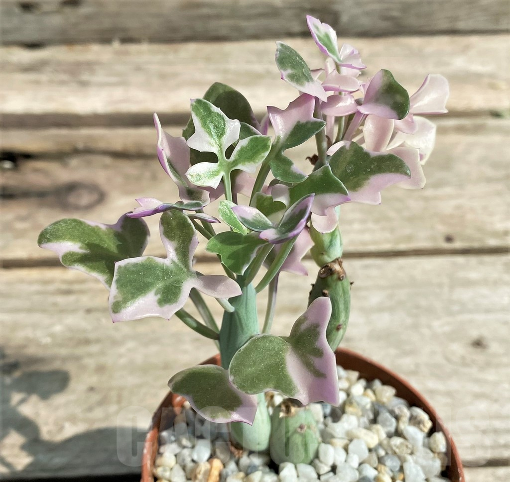 SHPR27238 Senecio articulatus variegata