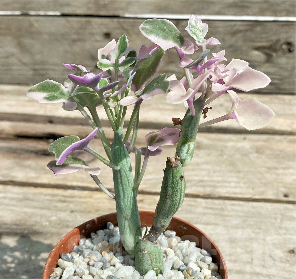SHPR27238 Senecio articulatus variegata - Image 2