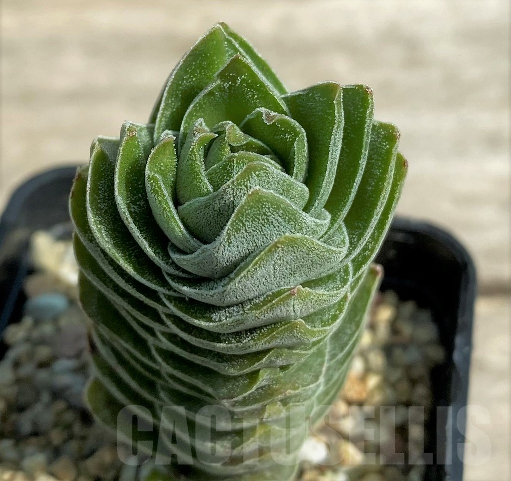 SHPR27239 Crassula 'Buddha's Temple'