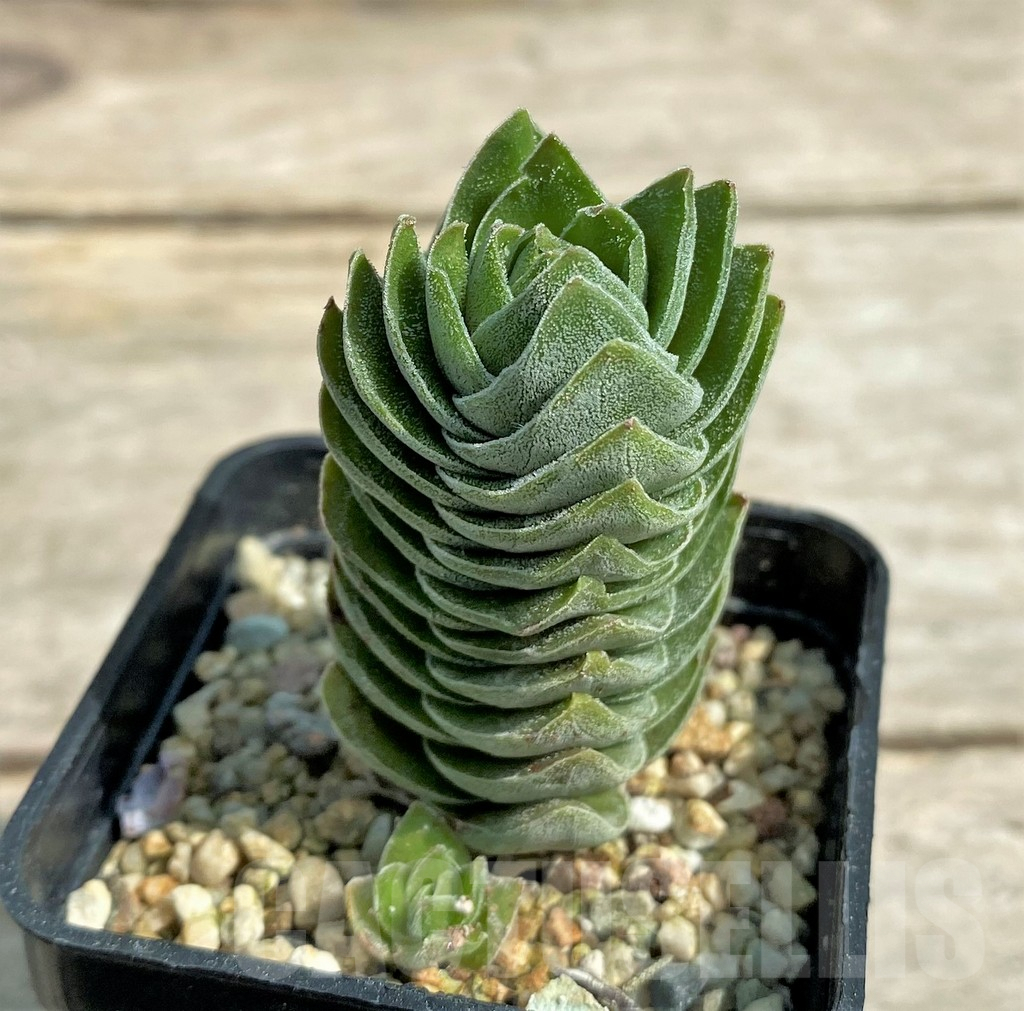 SHPR27239 Crassula 'Buddha's Temple' - Image 2