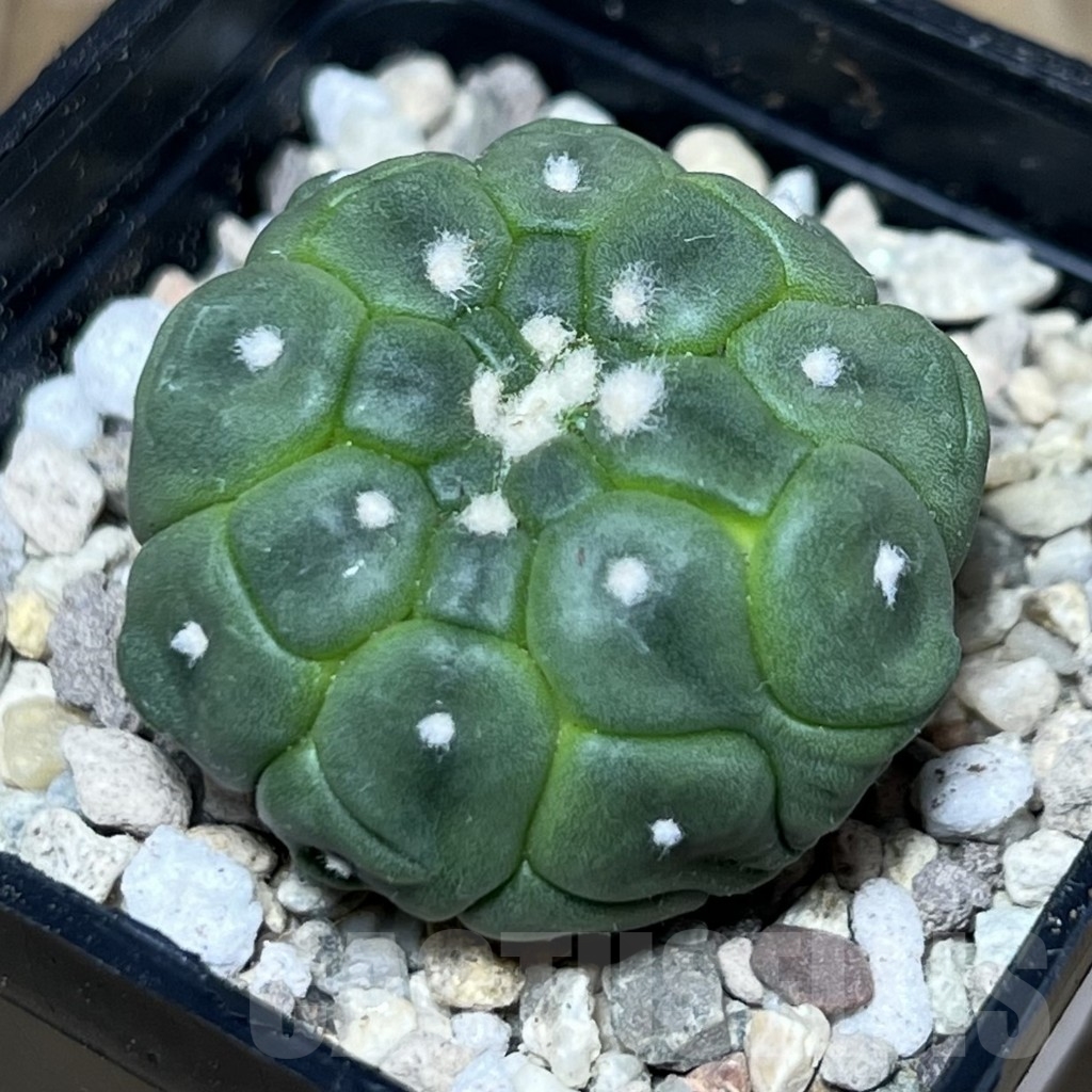 SHPR21718 Astrophytum asterias ‘Kikko Lizard Skin’