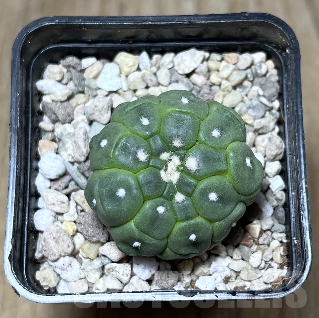 SHPR21718 Astrophytum asterias ‘Kikko Lizard Skin’ - Image 2