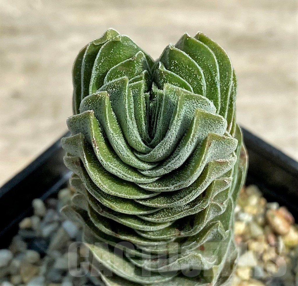 SHPR27240 Crassula 'Buddha's Temple'