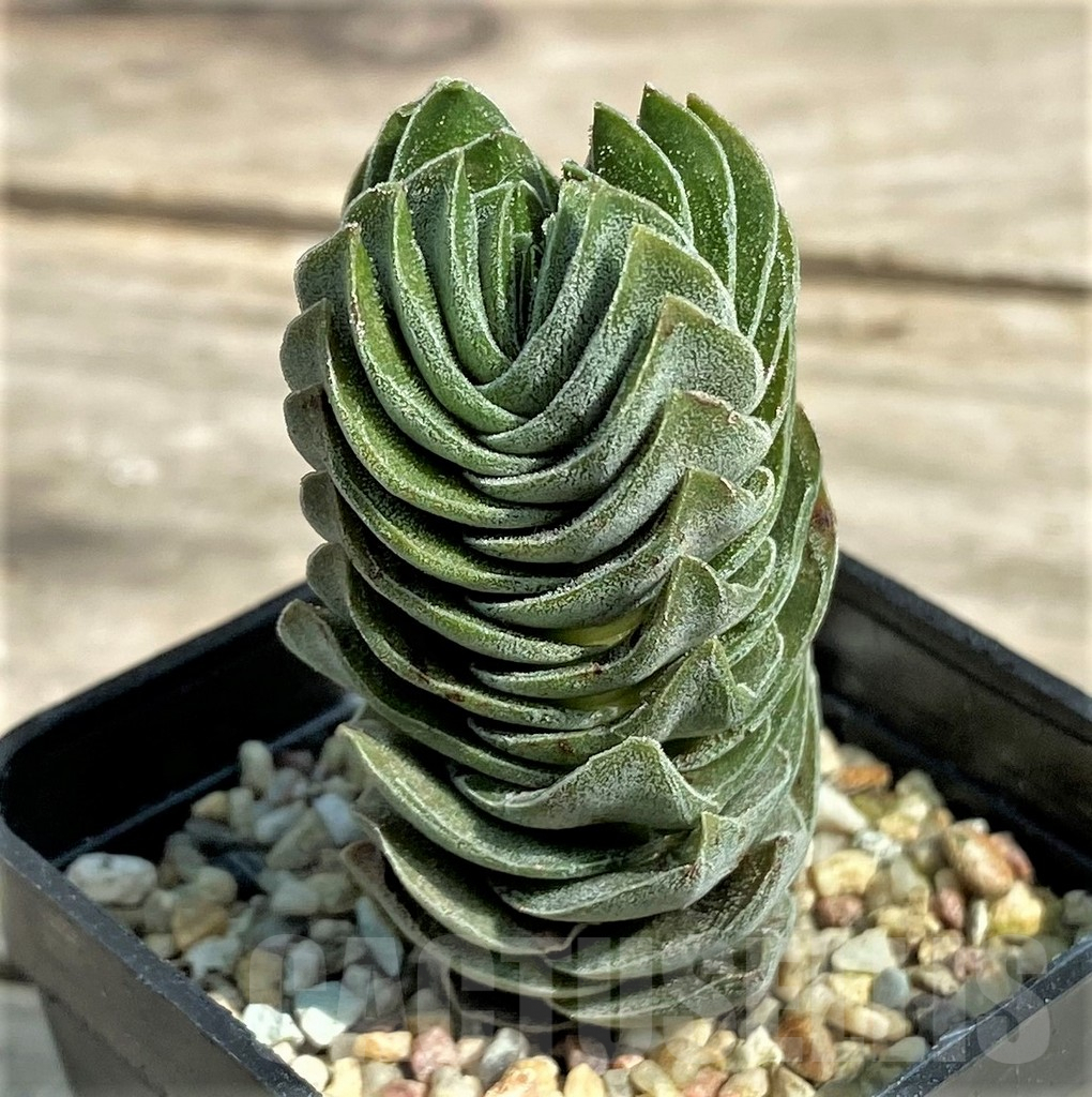 SHPR27240 Crassula 'Buddha's Temple' - Зображення 2