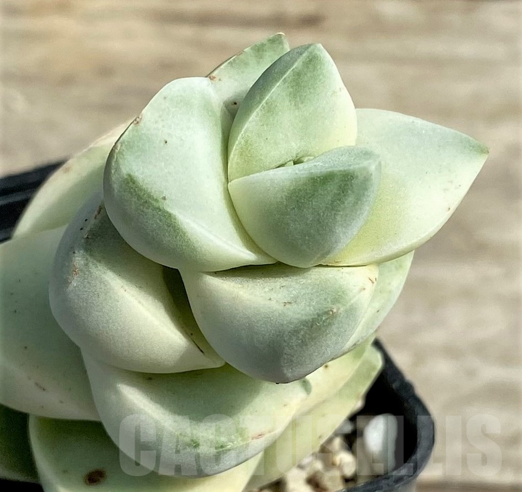 SHPR27241 Crassula 'Moonglow' f. variegata
