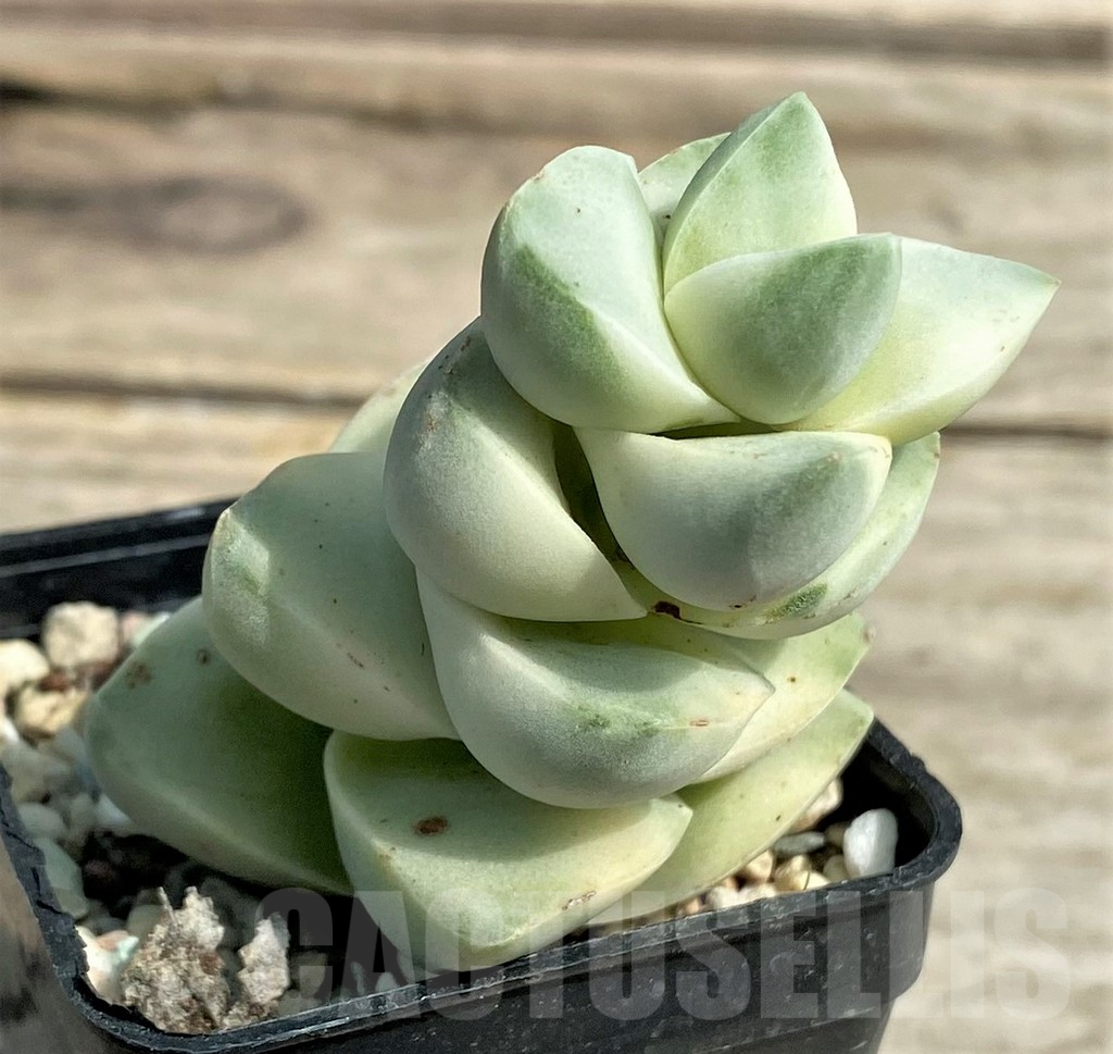 SHPR27241 Crassula 'Moonglow' f. variegata - 画像 (2)
