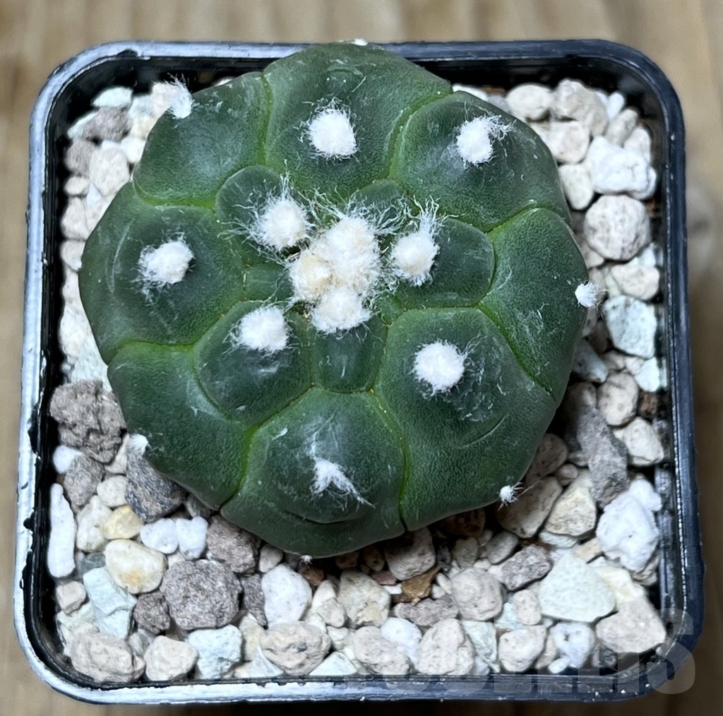 SHPR21720 Astrophytum asterias ‘Kikko’ - Image 2
