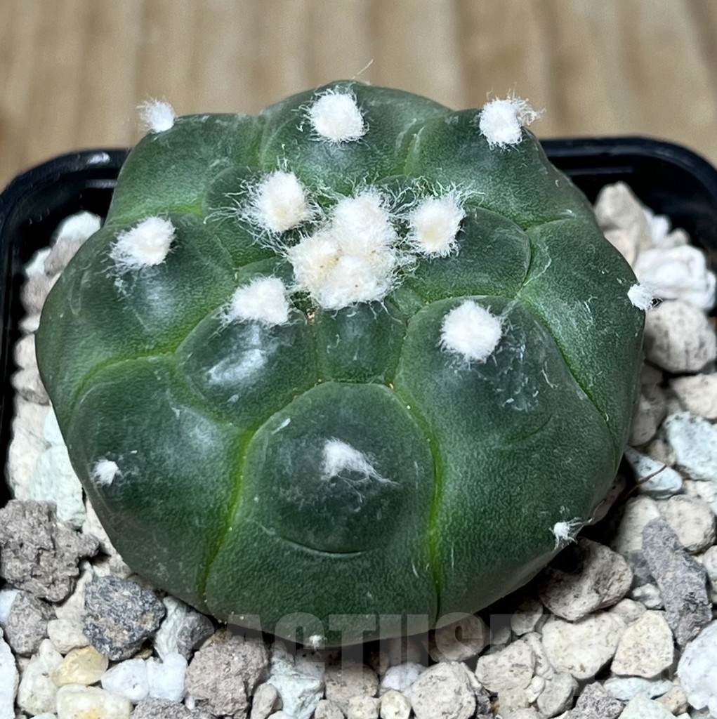 SHPR21720 Astrophytum asterias ‘Kikko’