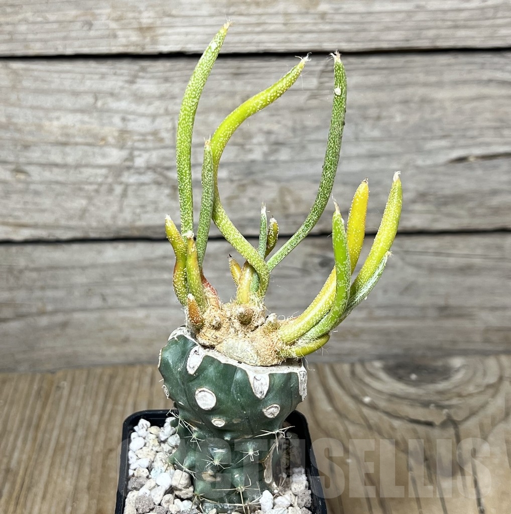 SHPR21721 Astrophytum caput-medusae f. variegata, grafted - Image 2