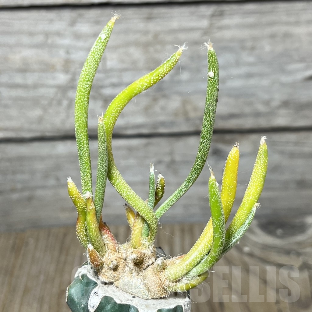 SHPR21721 Astrophytum caput-medusae f. variegata, grafted