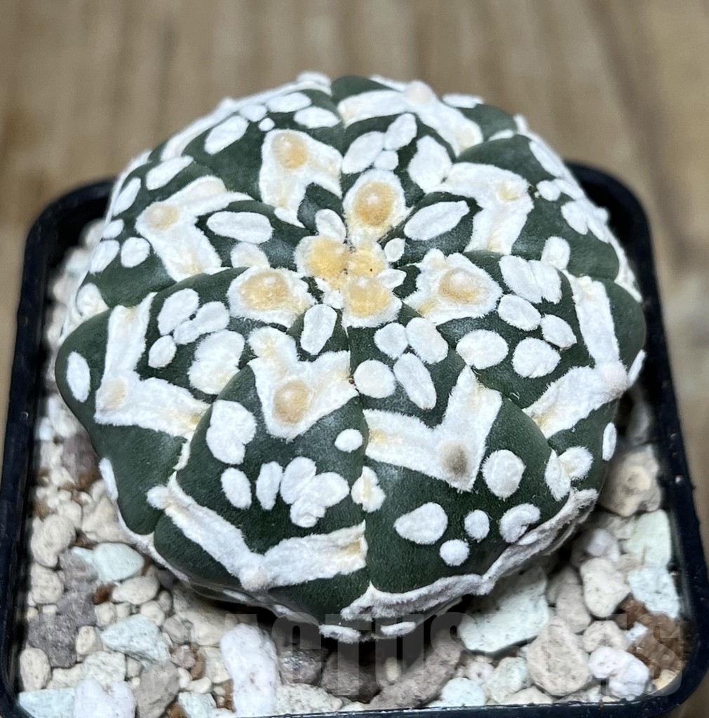 SHPR21722 Astrophytum asterias ‘SK’ V-Type - Image 2