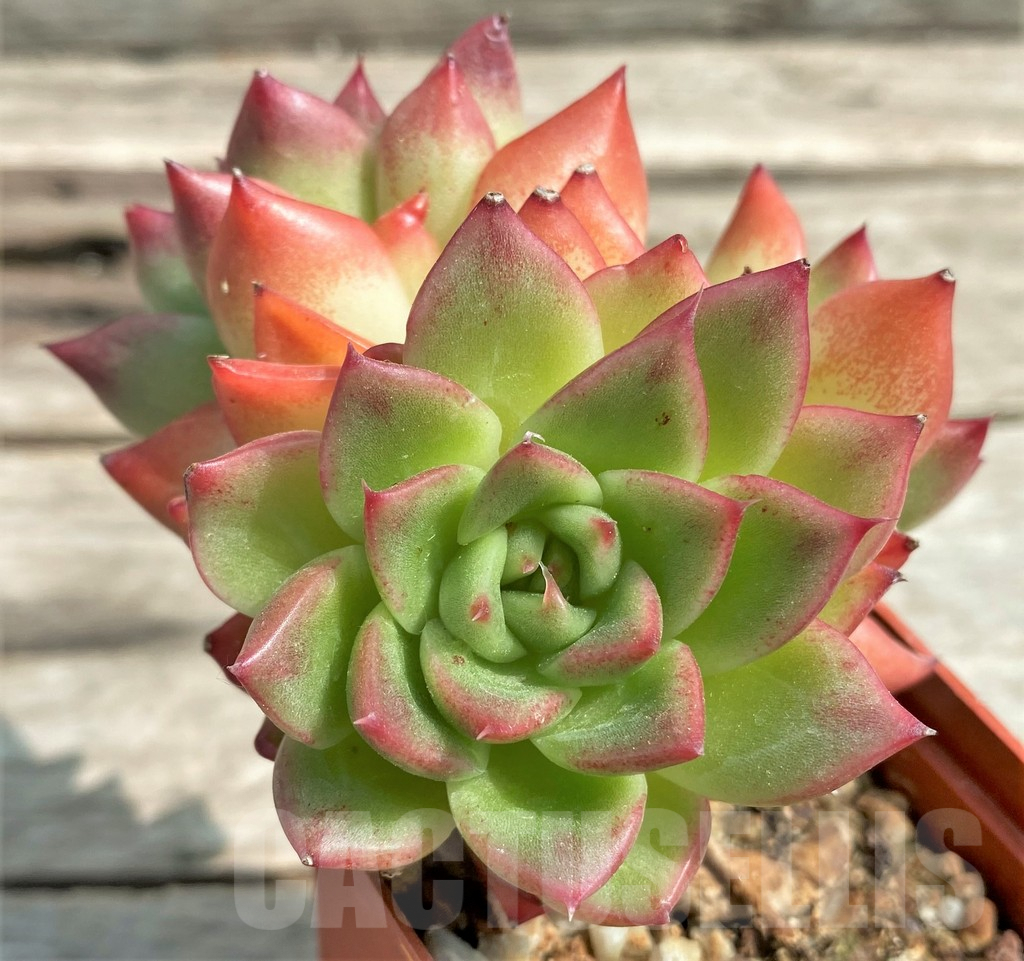 SHPR27246 Echeveria ‘Floreana’ - Image 2