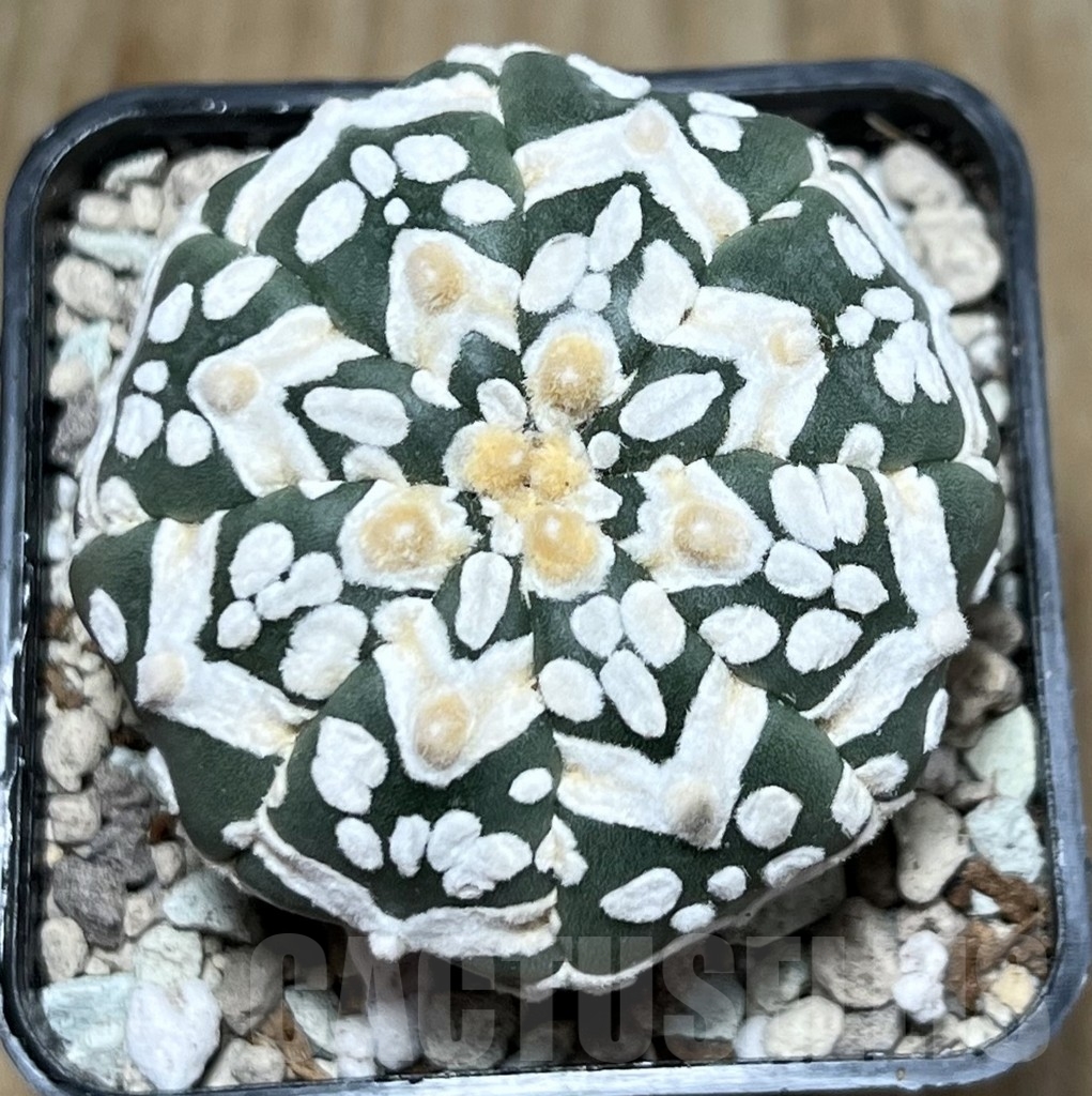 SHPR21722 Astrophytum asterias ‘SK’ V-Type