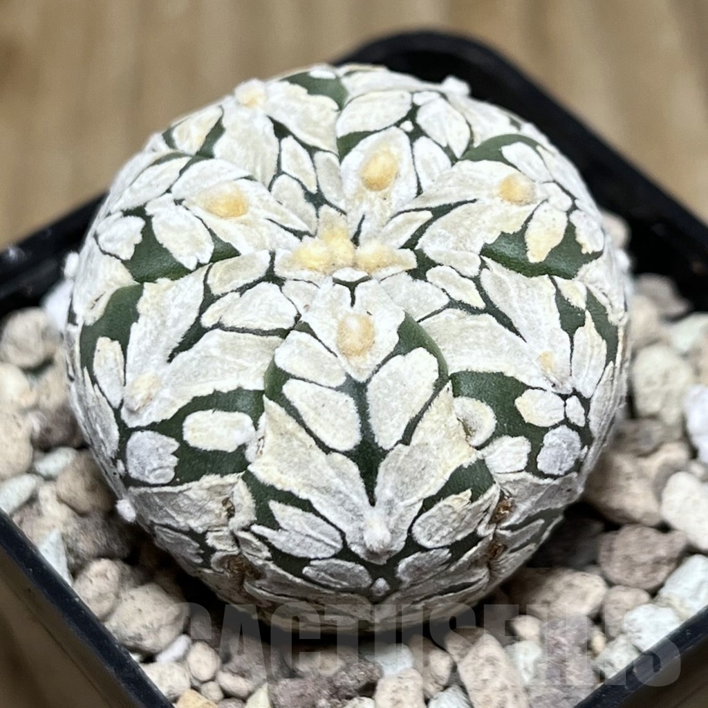 SHPR21723 Astrophytum asterias ‘SK’ V-Type - Image 2
