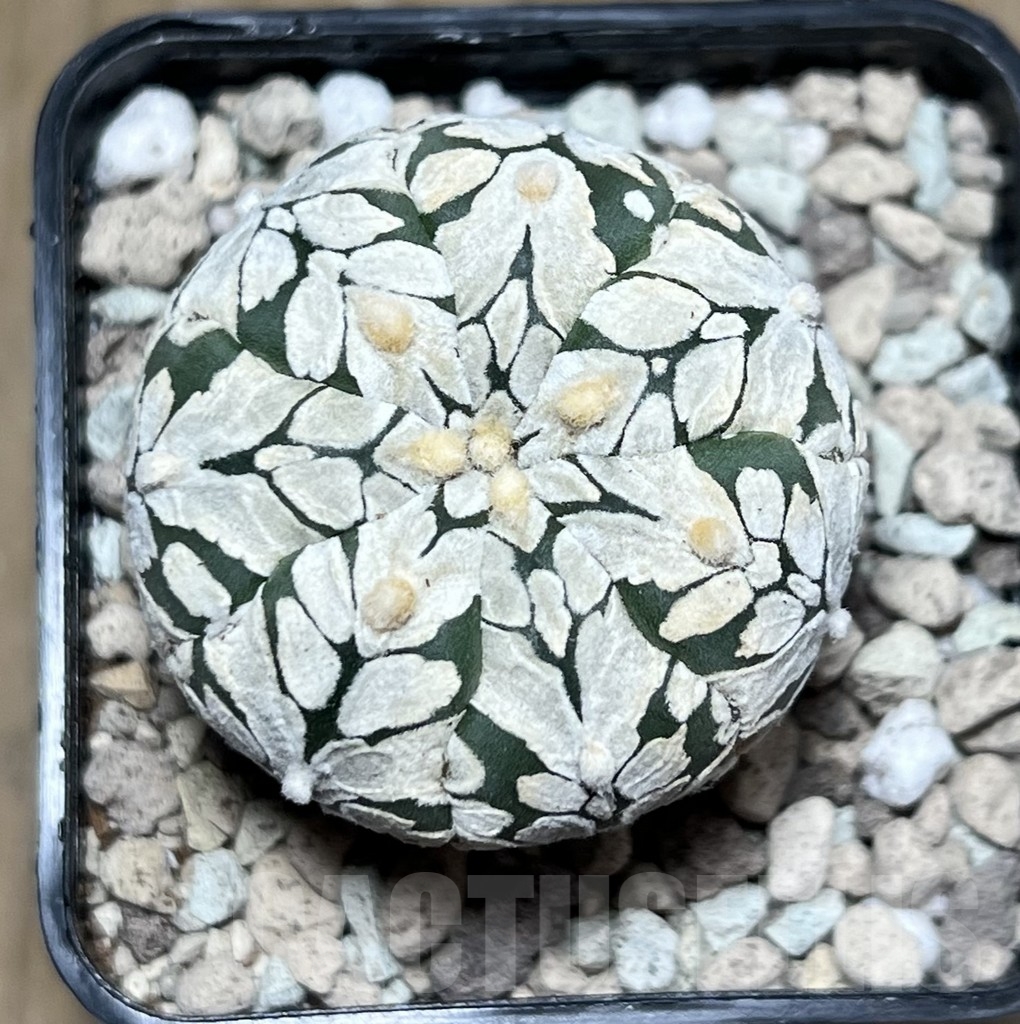 SHPR21723 Astrophytum asterias ‘SK’ V-Type