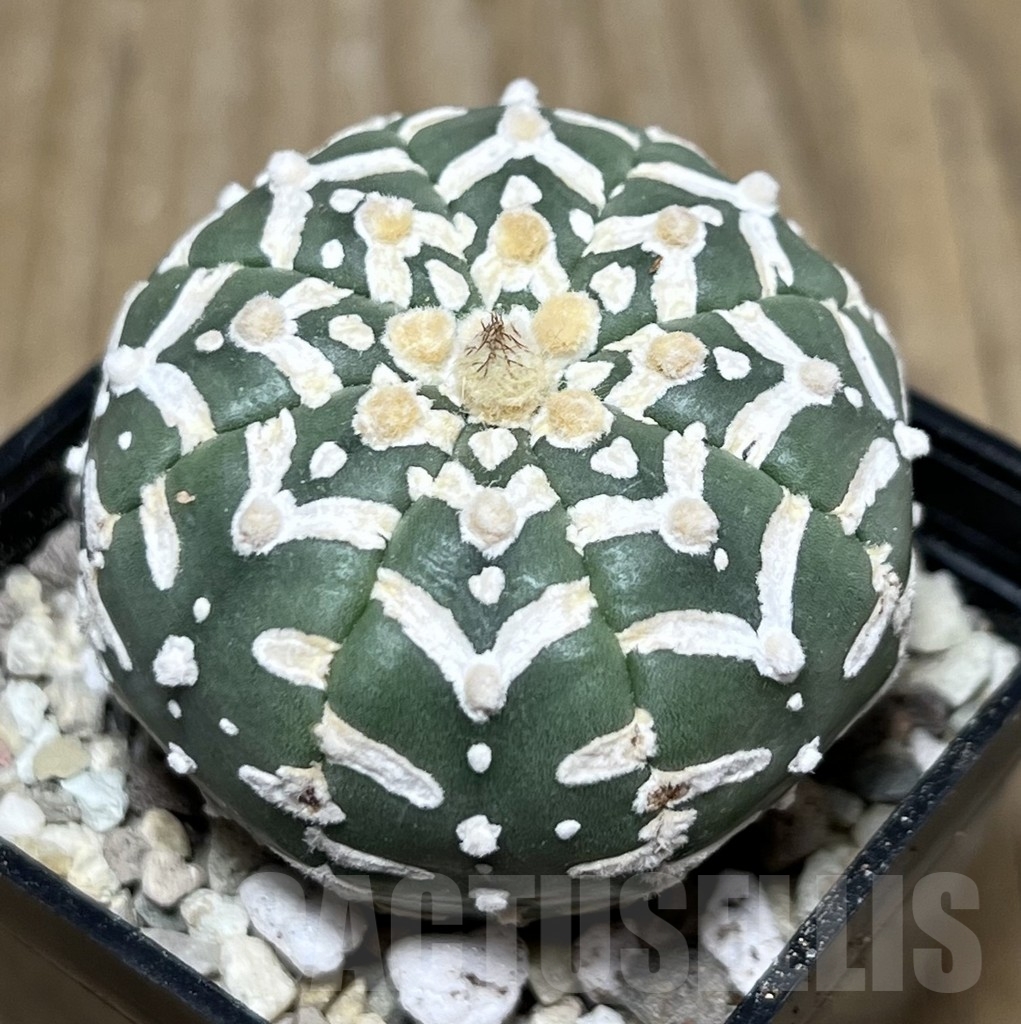 SHPR21724 Astrophytum asterias ‘SK’ V-Type