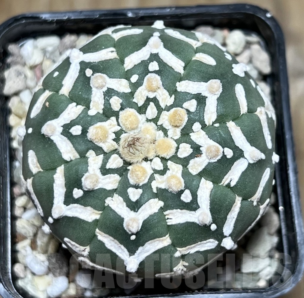 SHPR21724 Astrophytum asterias ‘SK’ V-Type - Image 2
