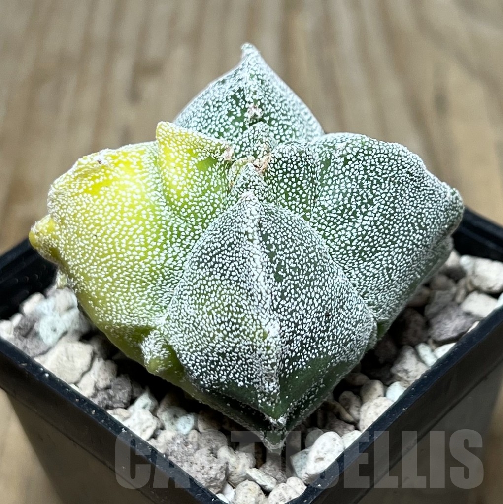 SHPR21727 Astrophytum myriostigma ‘Kikko’ f. variegata