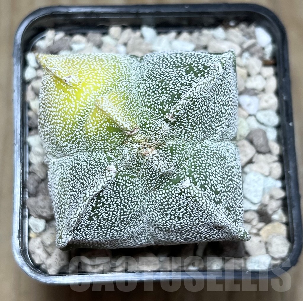 SHPR21727 Astrophytum myriostigma ‘Kikko’ f. variegata - Image 2