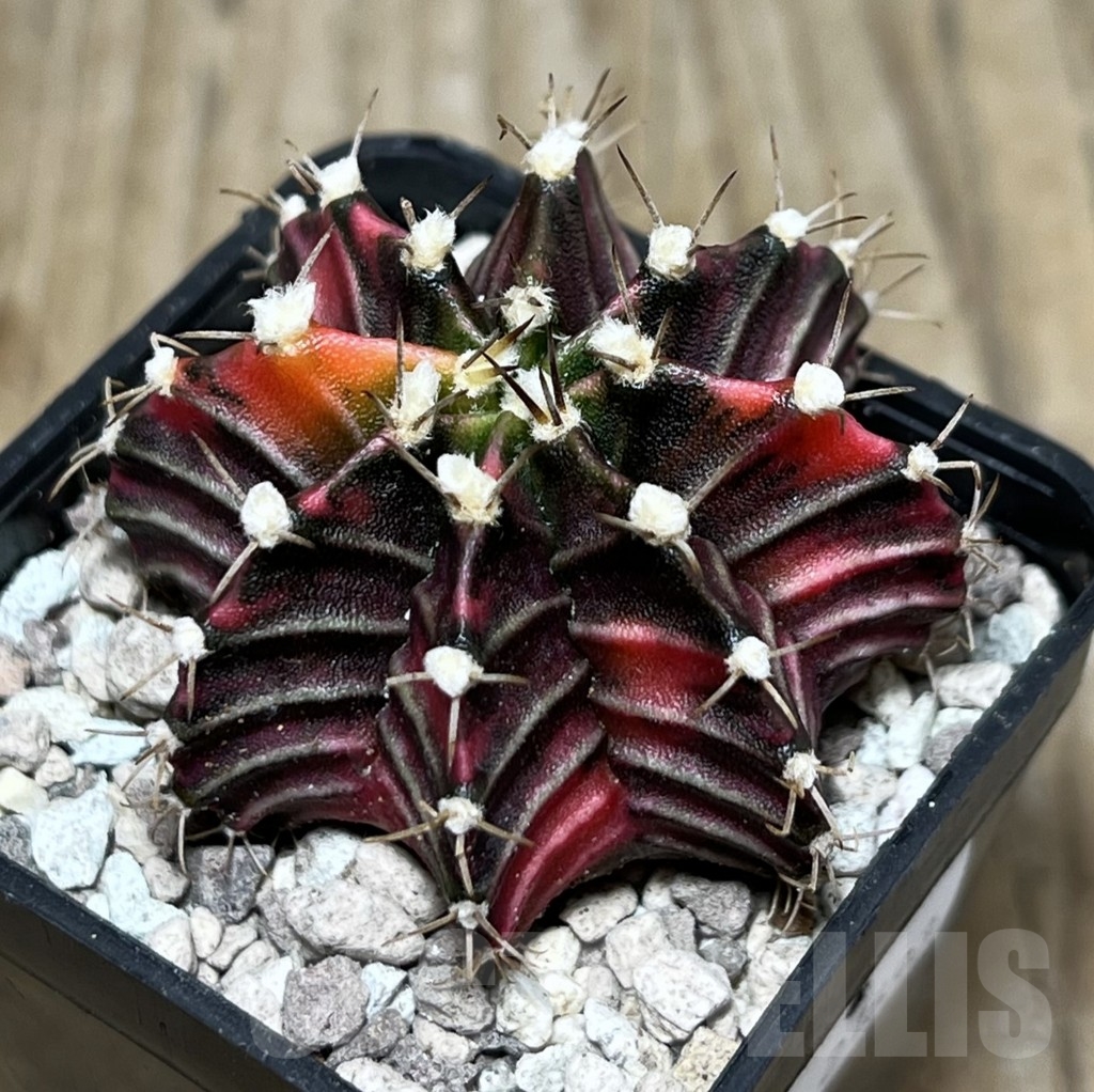 SHPR21693 Gymnocalycium friedrichii LB f. variegata
