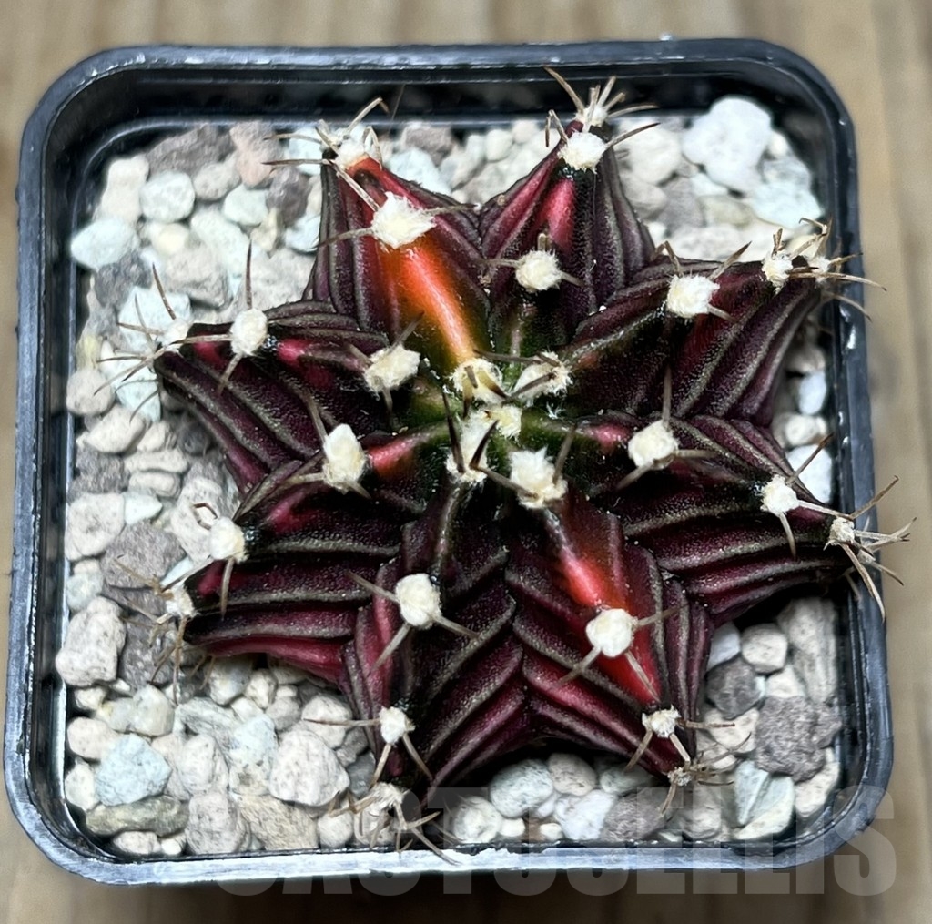 SHPR21693 Gymnocalycium friedrichii LB f. variegata - Image 2