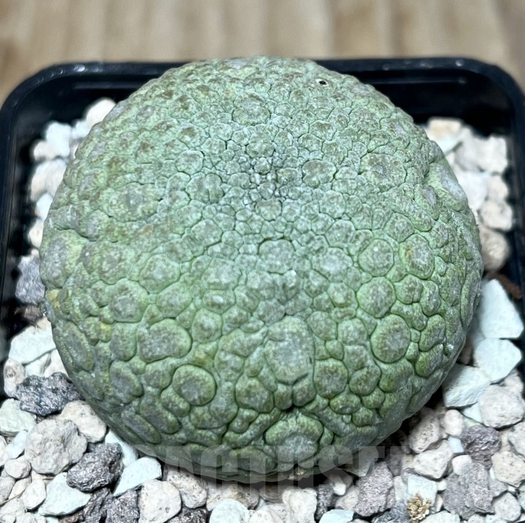 SHPR21731 Pseudolithos migiurtinus