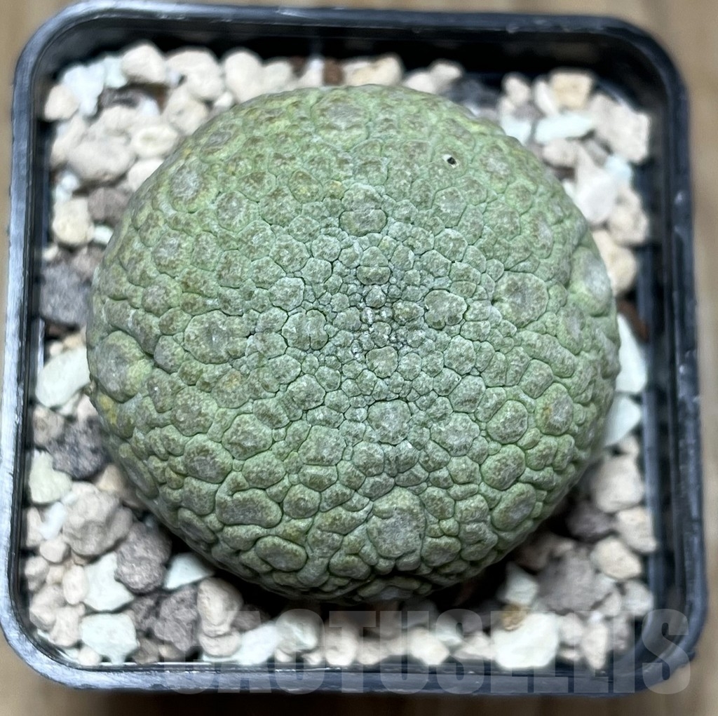 SHPR21731 Pseudolithos migiurtinus - Image 2