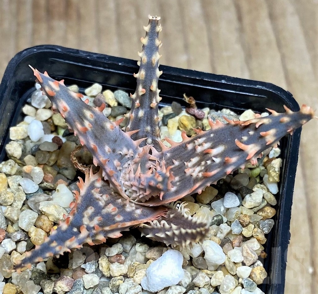 SHPR22753 Aloe hybrid - 画像 (2)