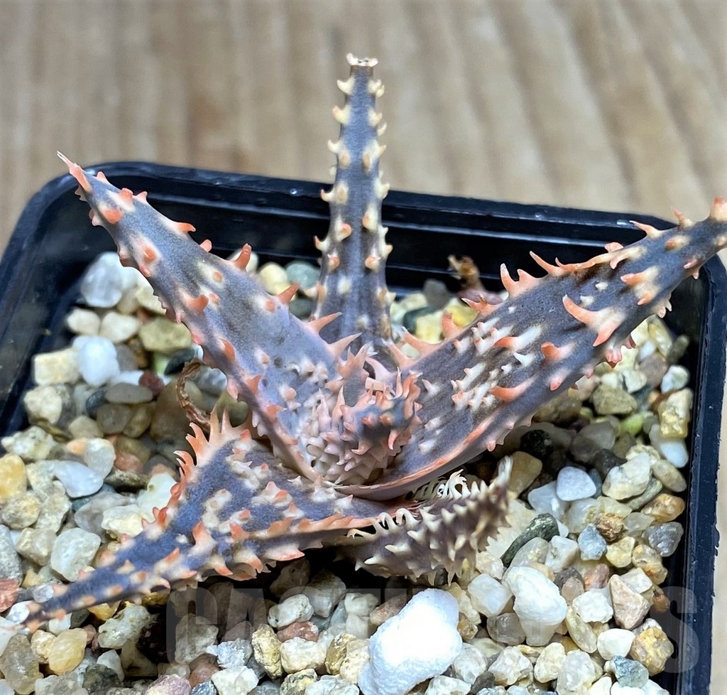 SHPR22753 Aloe hybrid