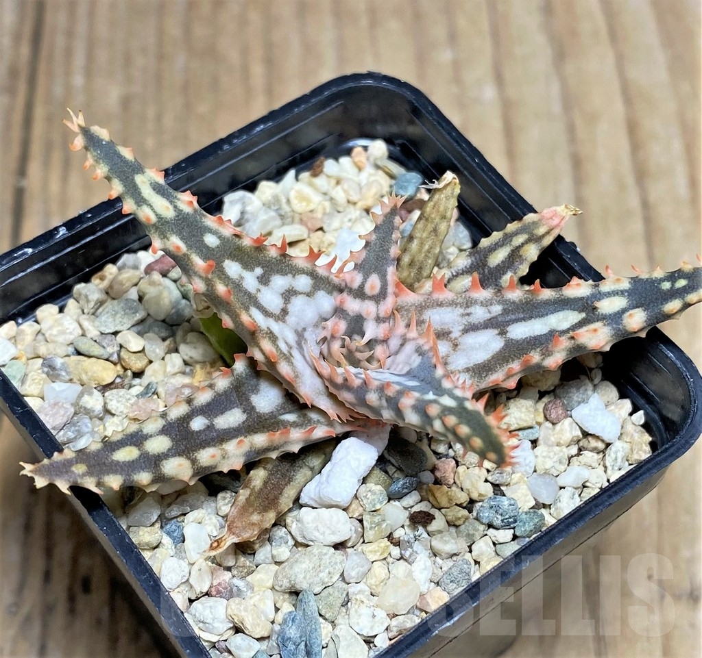 SHPR22754 Aloe hybrid - Image 2