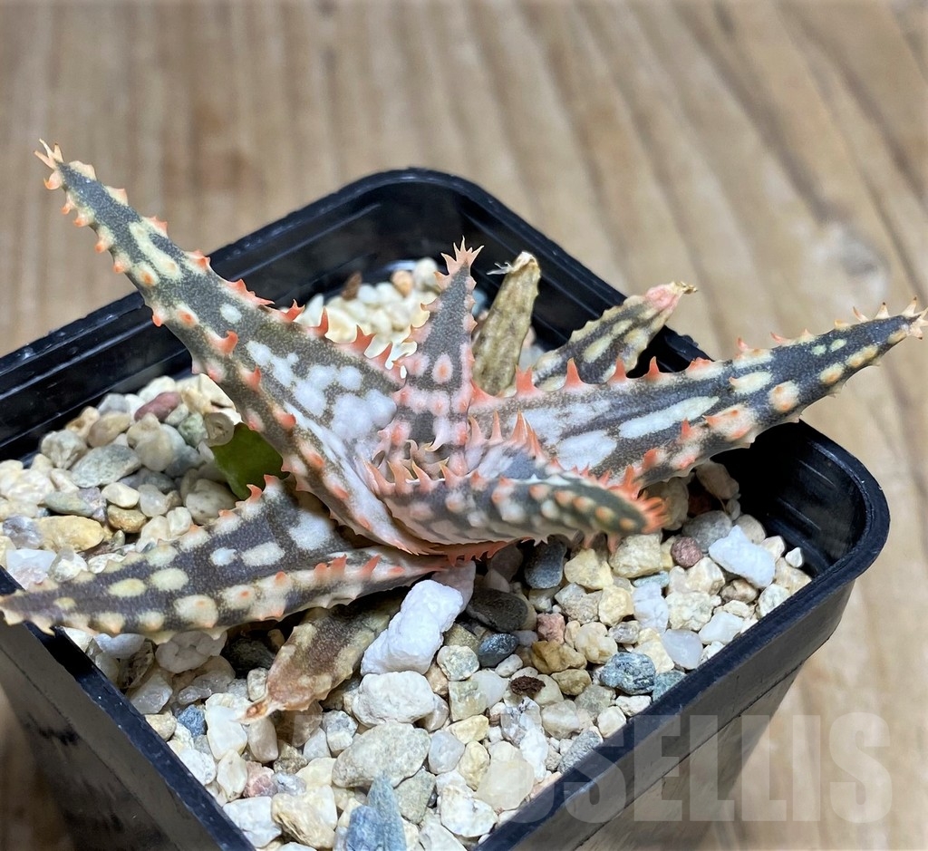 SHPR22754 Aloe hybrid